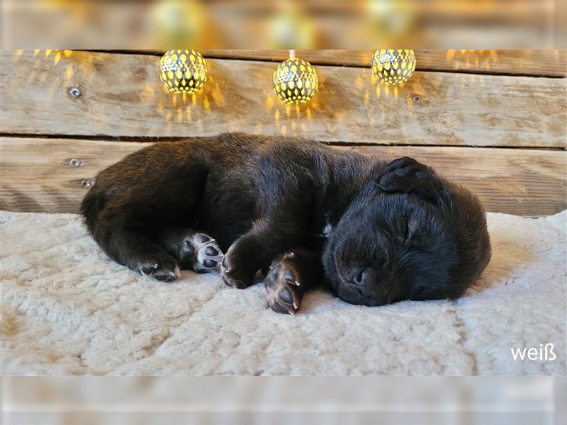 Leonberger Welpen mit Ahnentafel