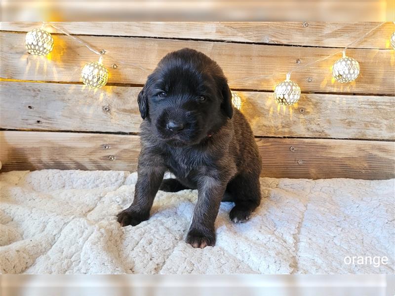 Leonberger Welpen mit Ahnentafel