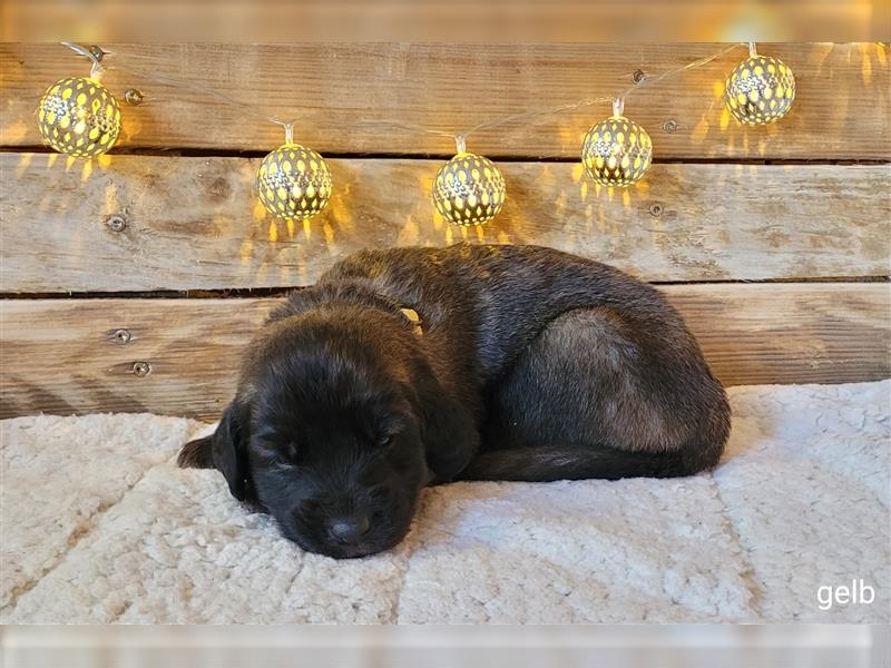 Leonberger Welpen mit Ahnentafel