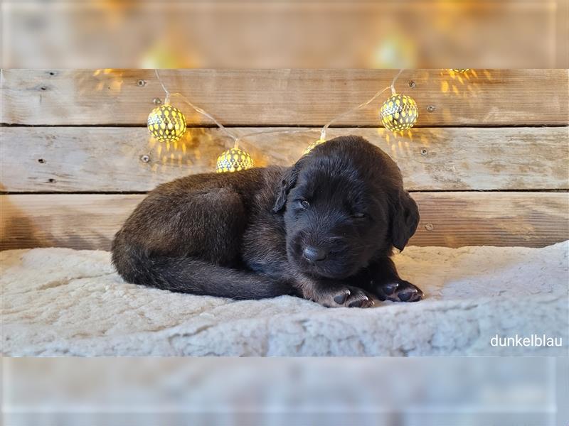 Leonberger Welpen mit Ahnentafel