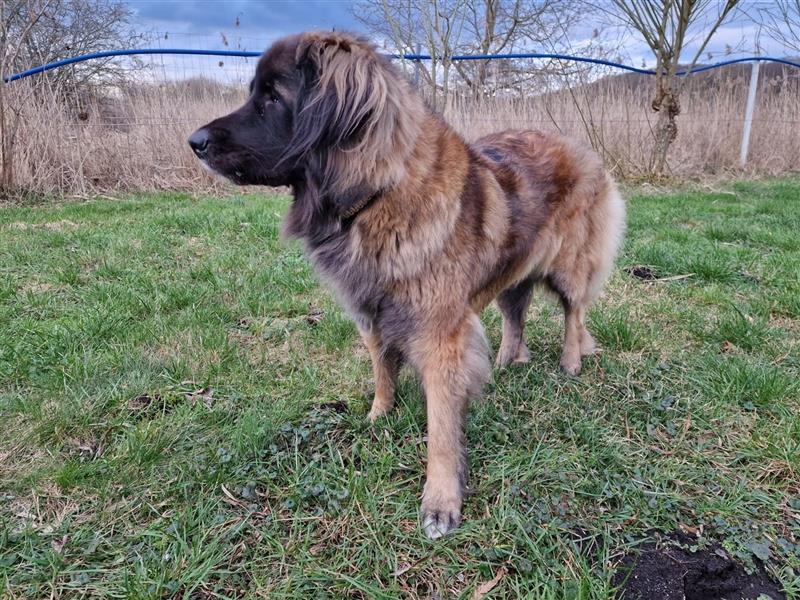 Leonberger Welpen mit Ahnentafel