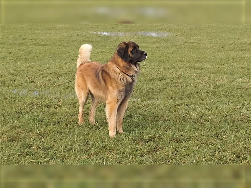 Leonberger Welpen mit Ahnentafel