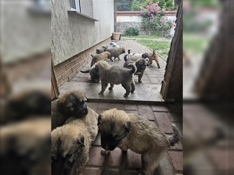 Welpen Pyrenäenberghund/Leonberger