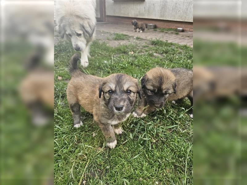 Welpen Pyrenäenberghund/Leonberger