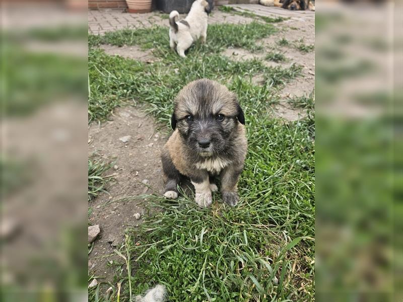 Welpen Pyrenäenberghund/Leonberger