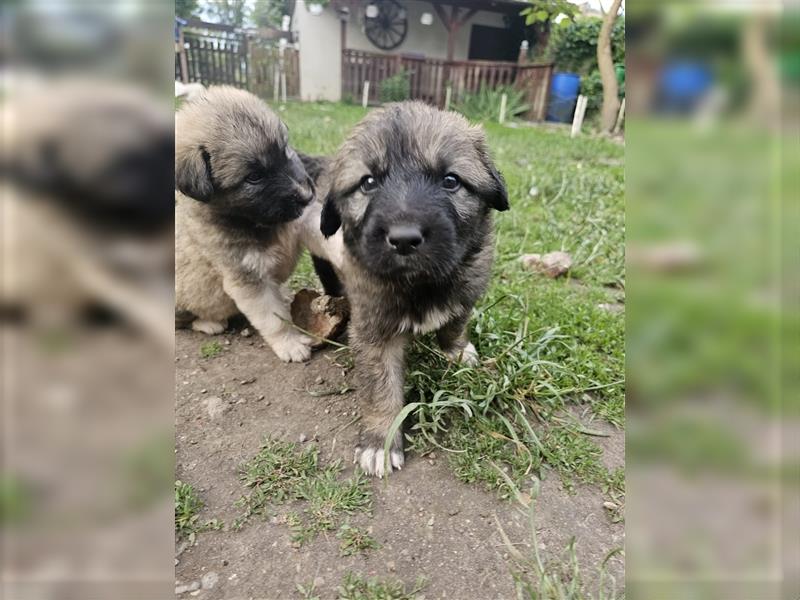 Welpen Pyrenäenberghund/Leonberger