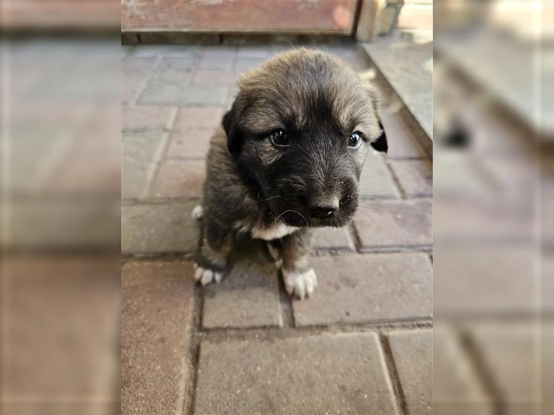 Welpen Pyrenäenberghund/Leonberger