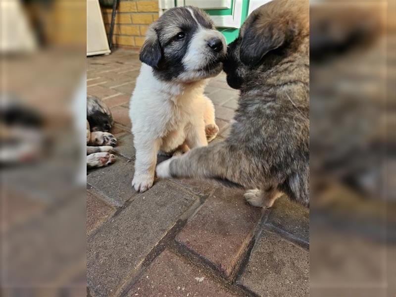 Welpen Pyrenäenberghund/Leonberger