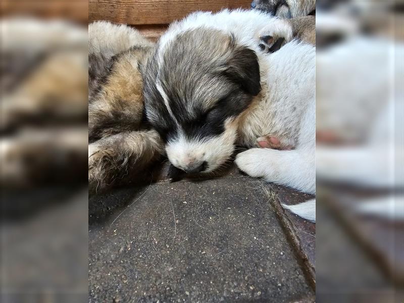 Welpen Pyrenäenberghund/Leonberger