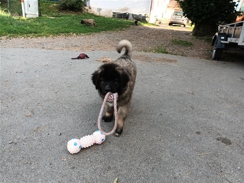 Leonberger Bernhardiner Mix Welpen