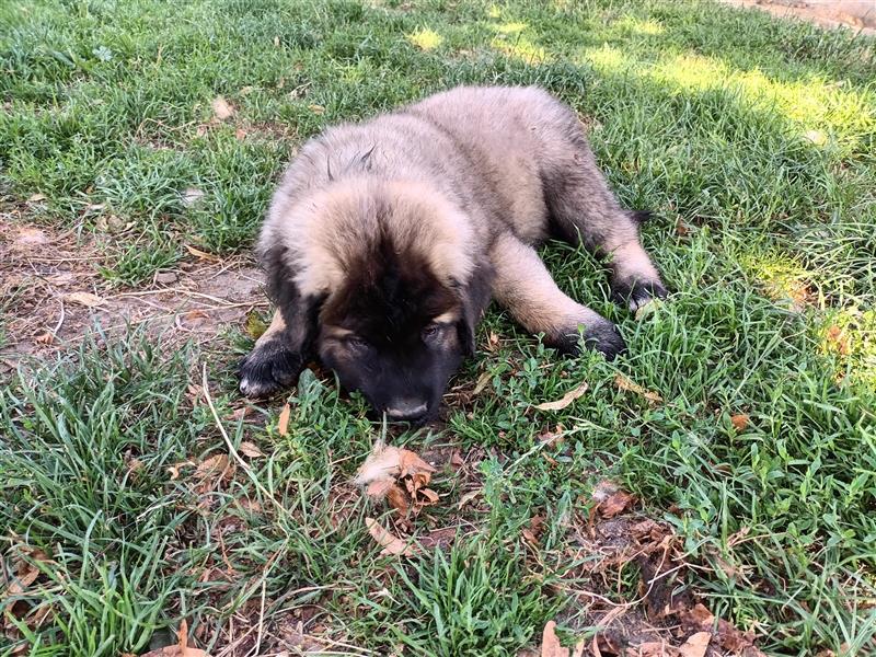 Leonberger Bernhardiner Mix Welpen