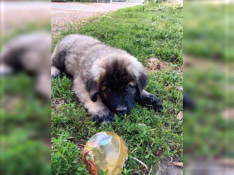 Leonberger Bernhardiner Mix Welpen