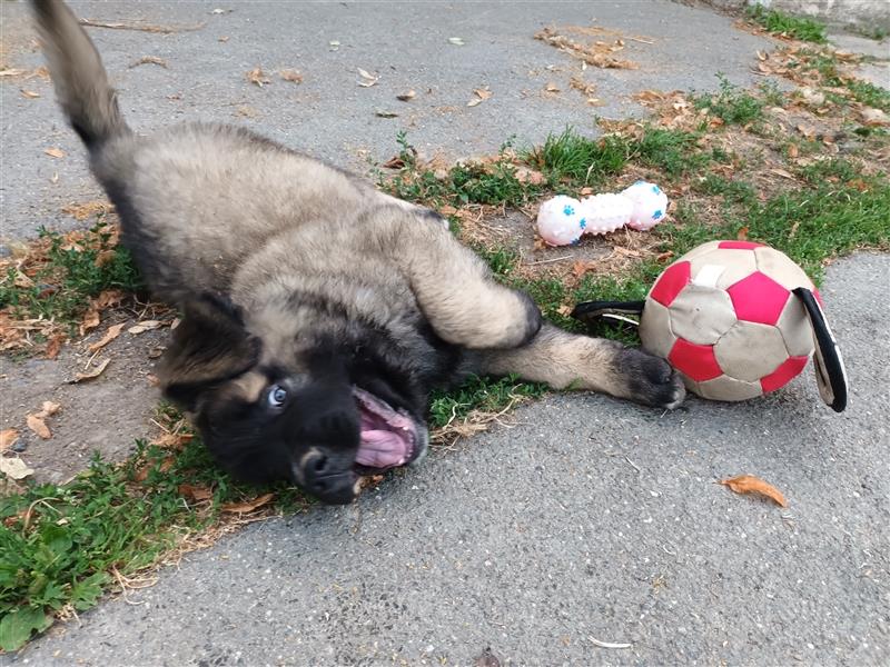 Leonberger Bernhardiner Mix Welpen