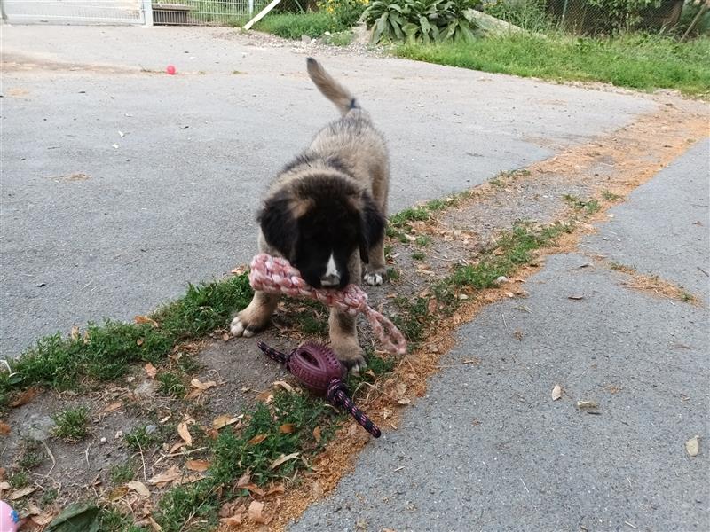 Leonberger Bernhardiner Mix Welpen