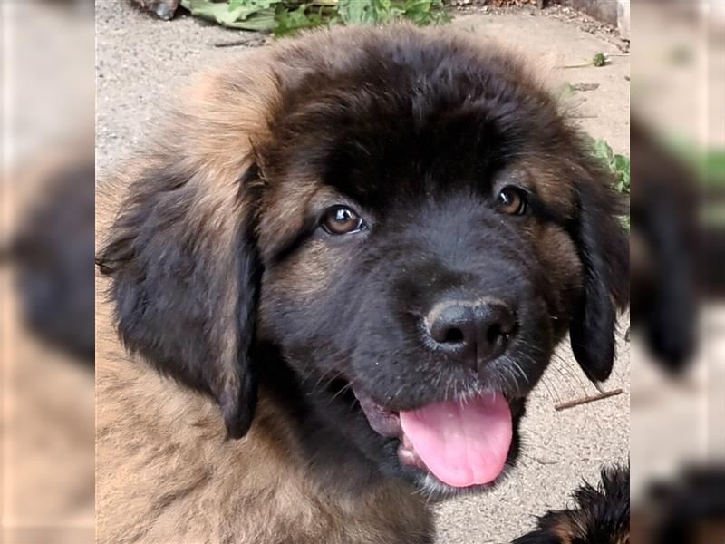 Leonberger Bernhardiner Mix Welpen