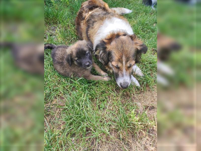 Nur noch einen  leonberger Collie Mix Welpen rüde