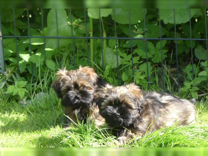 Lhasa Apso Welpen ,Rüde & Hündin mit VDH/CTA Ahnentafel sind bereit für eine neue Famile