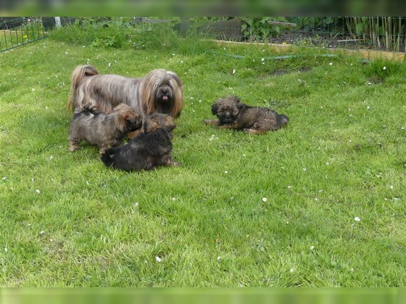 Lhasa Apso Welpen ,Rüde & Hündin mit VDH/CTA Ahnentafel sind bereit für eine neue Famile