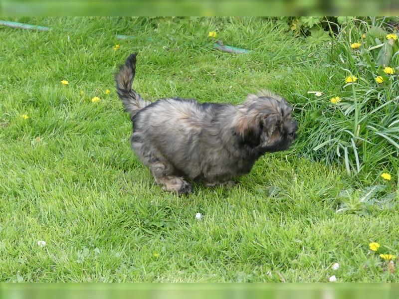 Lhasa Apso Welpen ,Rüde & Hündin mit VDH/CTA Ahnentafel sind bereit für eine neue Famile