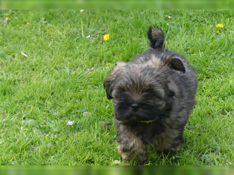 Lhasa Apso Welpen ,Rüde & Hündin mit VDH/CTA Ahnentafel sind bereit für eine neue Famile