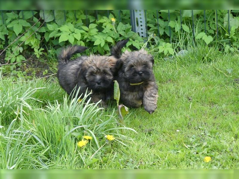 Lhasa Apso Welpen ,Rüde & Hündin mit VDH/CTA Ahnentafel sind bereit für eine neue Famile