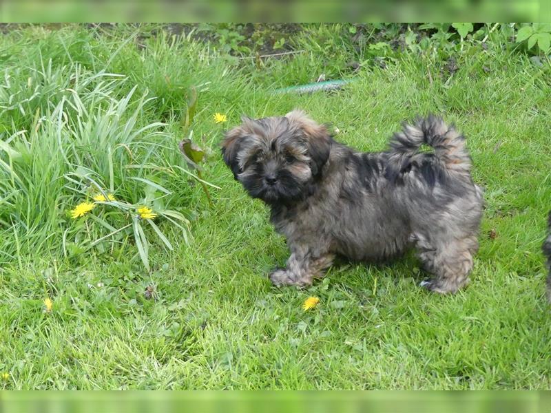 Lhasa Apso Welpen ,Rüde & Hündin mit VDH/CTA Ahnentafel sind bereit für eine neue Famile