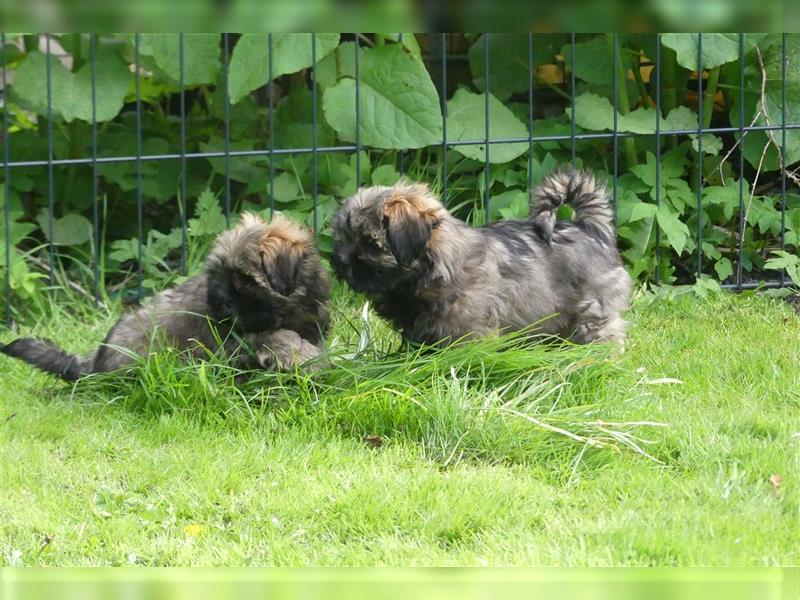 Lhasa Apso Welpen ,Rüde & Hündin mit VDH/CTA Ahnentafel sind bereit für eine neue Famile