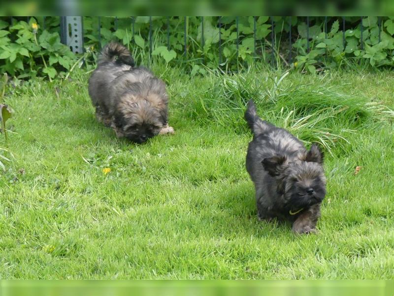 Lhasa Apso Welpen ,Rüde & Hündin mit VDH/CTA Ahnentafel sind bereit für eine neue Famile