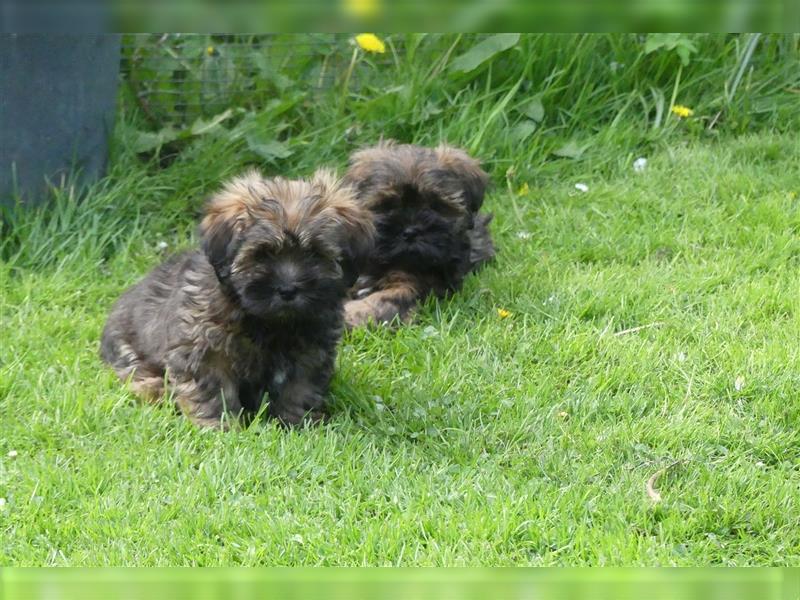 Lhasa Apso Welpen ,Rüde & Hündin mit VDH/CTA Ahnentafel sind bereit für eine neue Famile