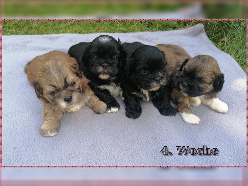 Lhasa Apso Welpen