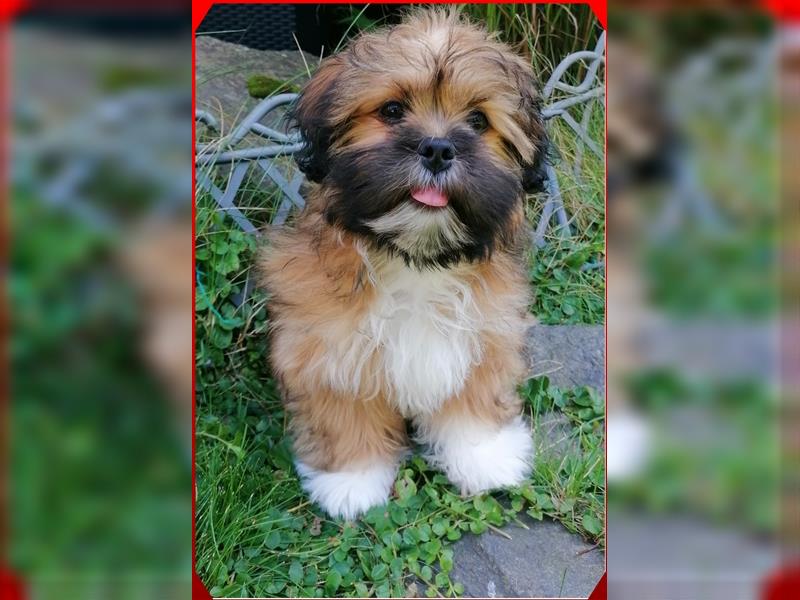 Lhasa Apso Welpen