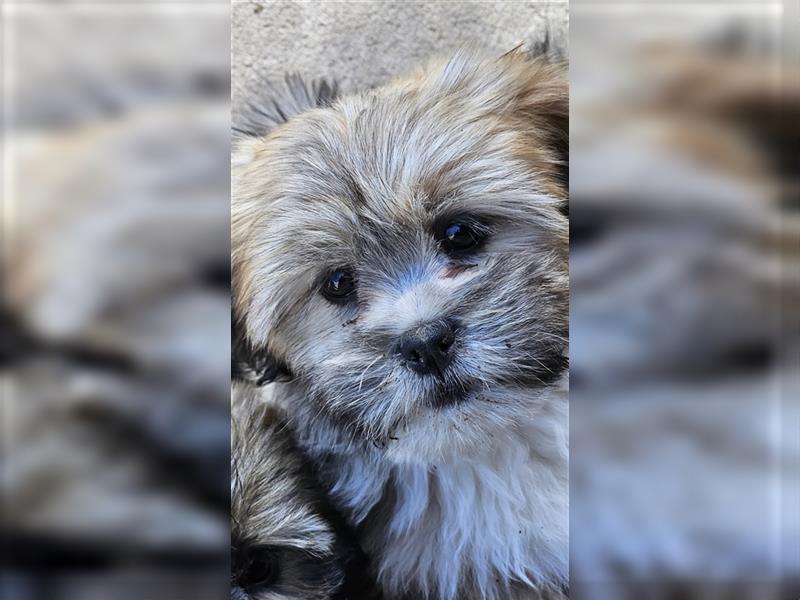 LHASA-APSO Welpen ähnlich Havaneser