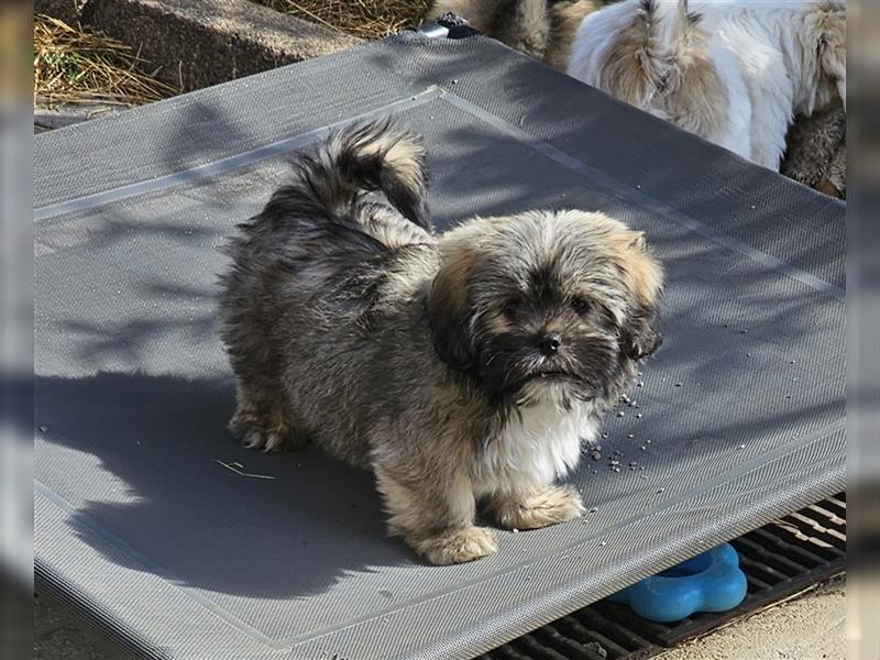 LHASA-APSO Welpen ähnlich Havaneser