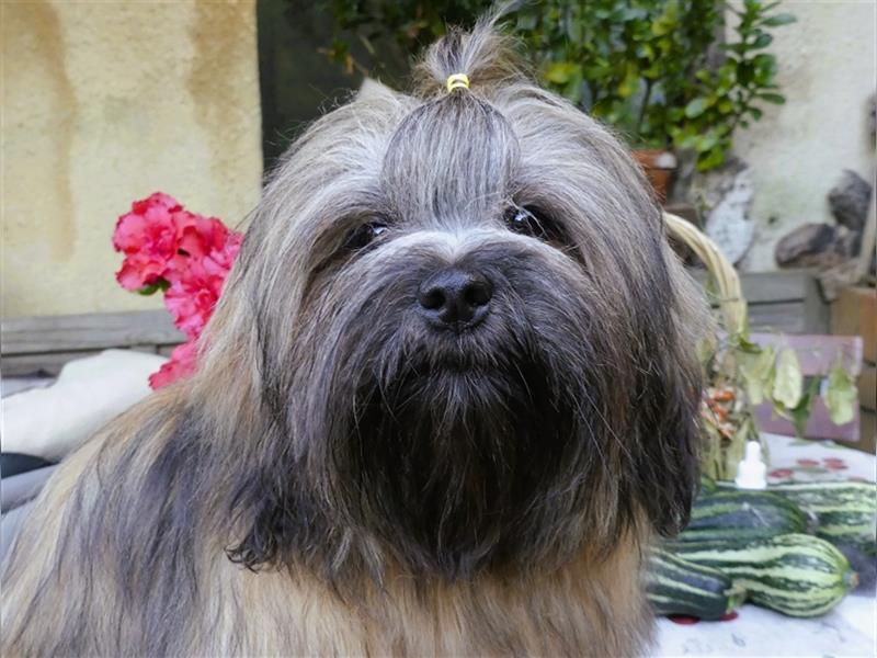 Lhasa Apso Welpen ,Rüde & Hündin mit VDH/CTA Ahnentafel sind bereit für eine neue Famile