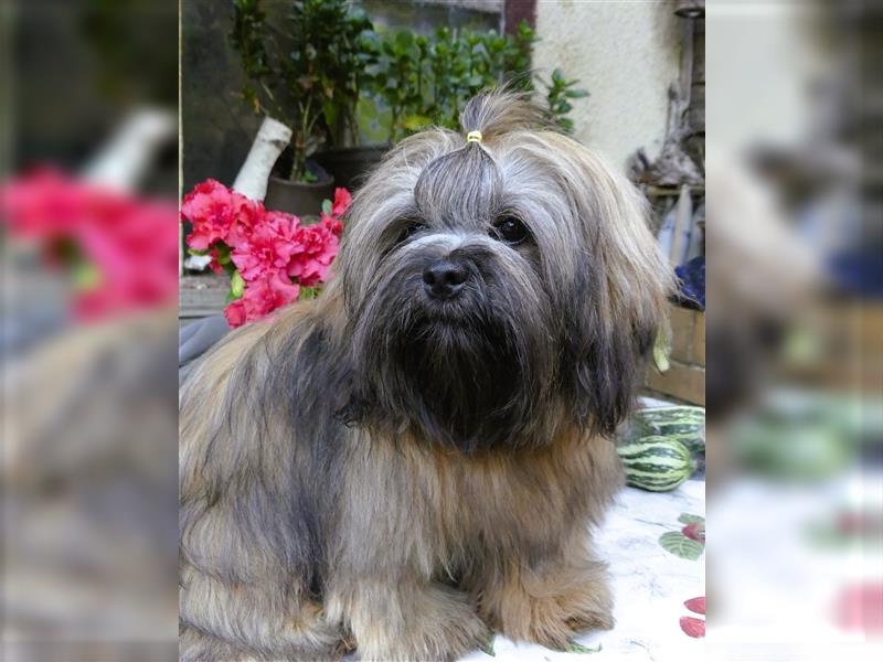 Lhasa Apso Welpen ,Rüde & Hündin mit VDH/CTA Ahnentafel sind bereit für eine neue Famile