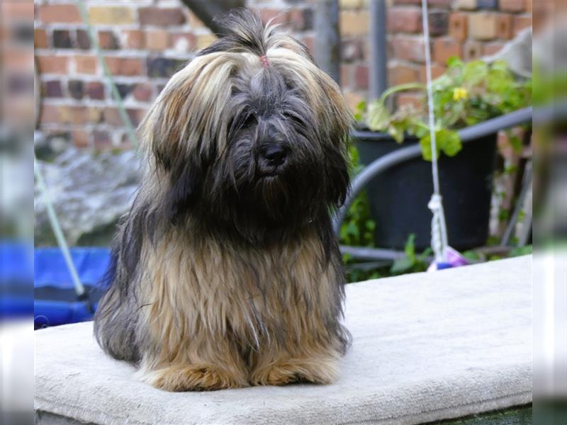 Lhasa Apso Welpen ,Rüde & Hündin mit VDH/CTA Ahnentafel sind bereit für eine neue Famile