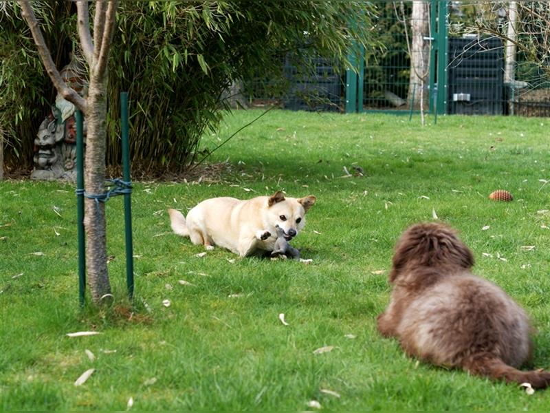 Liebevolle kleine Hundepension in 59199 Bönen hat ab 09/2024 Urlaubsplätze frei