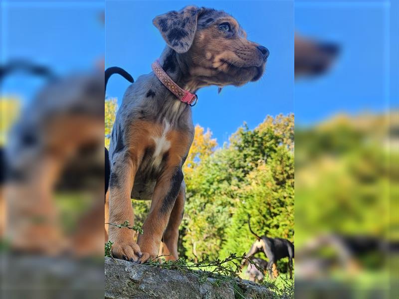 Louisiana Leopard - Catahoula