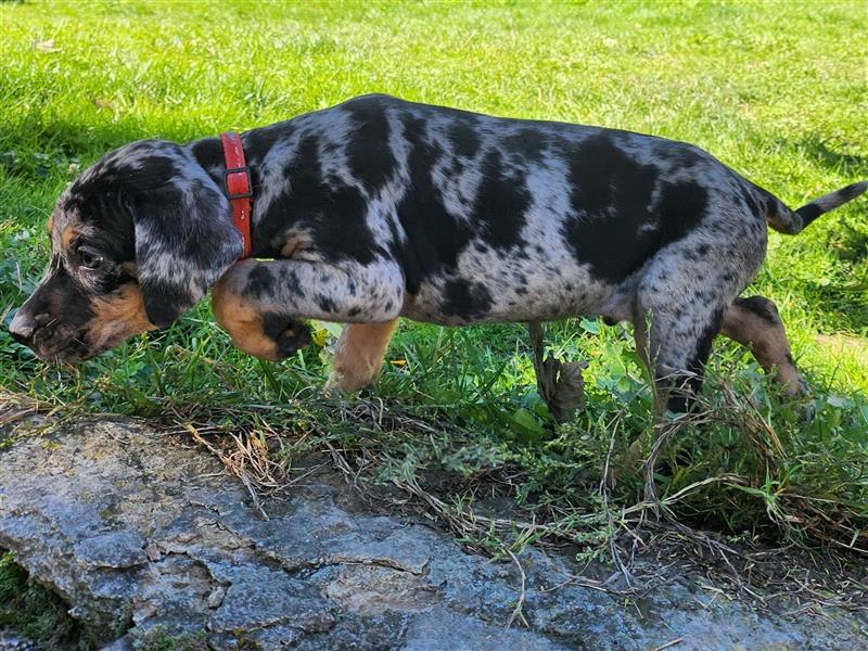 Louisiana Leopard - Catahoula