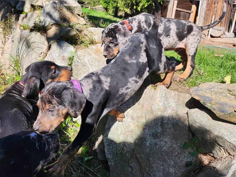 Louisiana Leopard - Catahoula