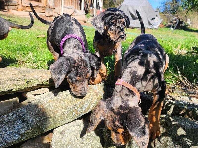 Louisiana Leopard - Catahoula