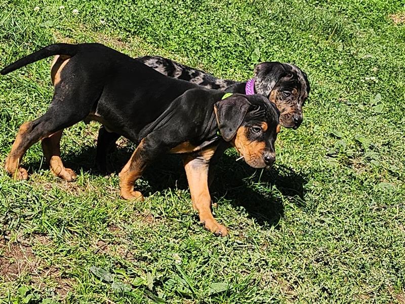 Louisiana Leopard - Catahoula