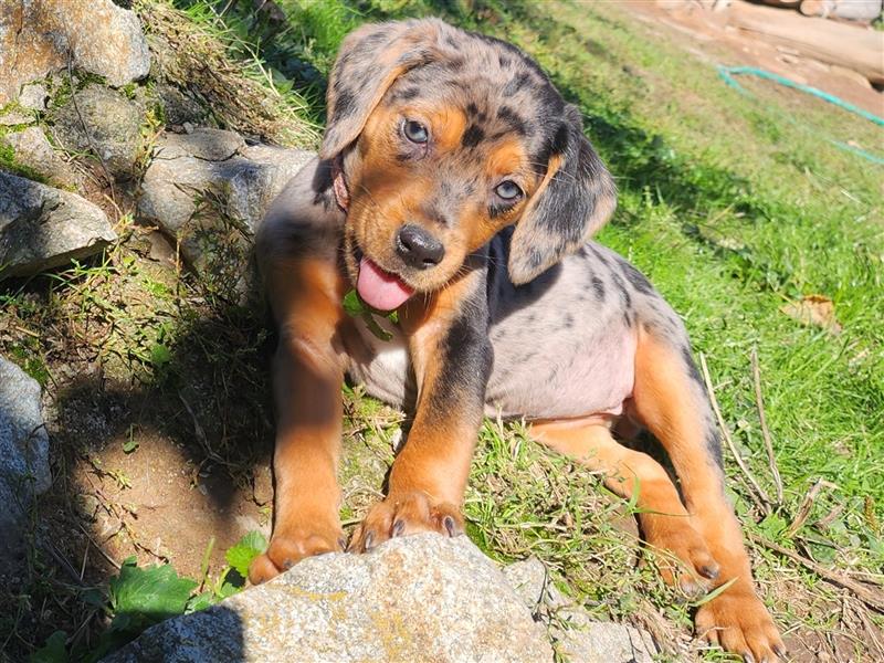 Louisiana Leopard - Catahoula