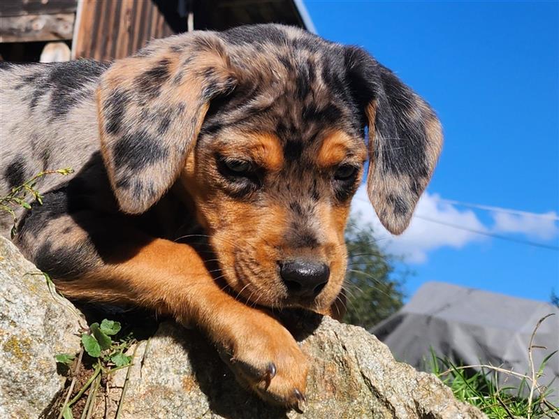 Louisiana Leopard - Catahoula