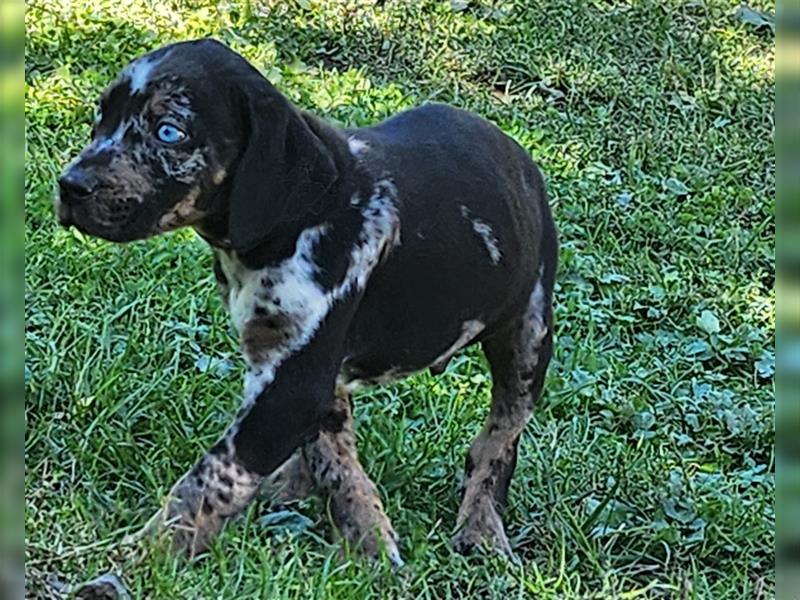 Louisiana Leopard - Catahoula