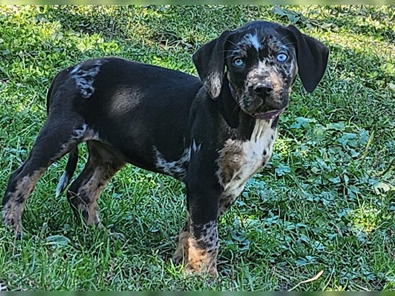 Louisiana Leopard - Catahoula