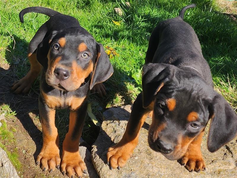 Louisiana Leopard - Catahoula