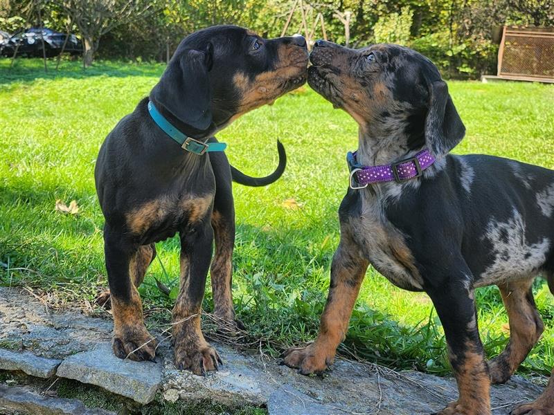 Louisiana Leopard - Catahoula