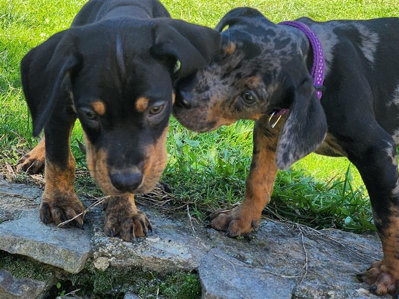 Louisiana Leopard - Catahoula