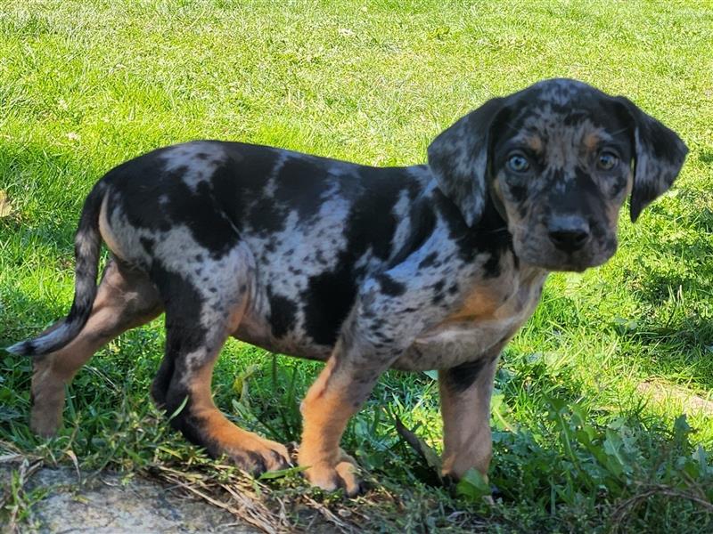 Louisiana Leopard - Catahoula